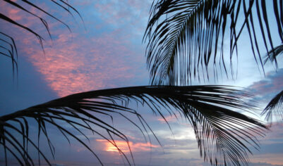 Новогодняя ночь под пальмой подешевела: хозяева отелей раскрыли причину